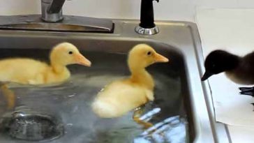 Photo of baby ducklings swimming in a kitchen sink.