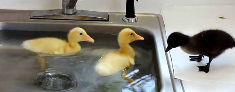 Photo of baby ducklings swimming in a kitchen sink.