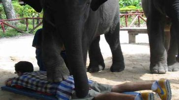 Photo: Baby elephant gives tourist a massage.