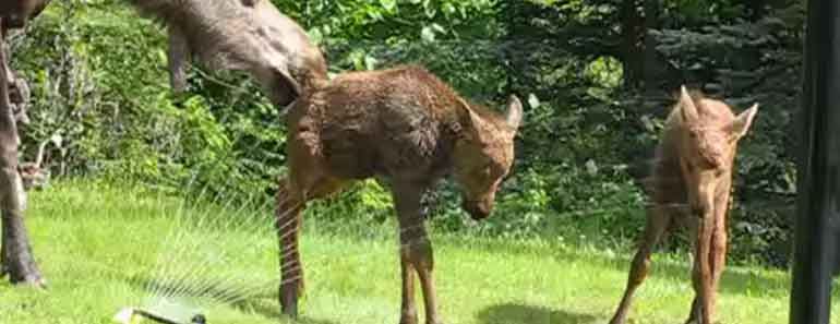 Photo of baby moose at play in lawn sprinkler.