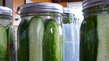 Photo of fresh jars of home made dill pickles.