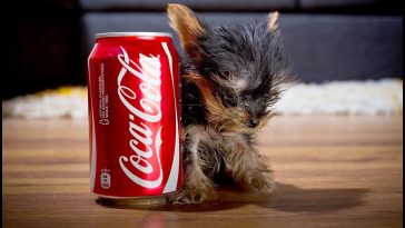 Photo of one of the world's smallest dogs.